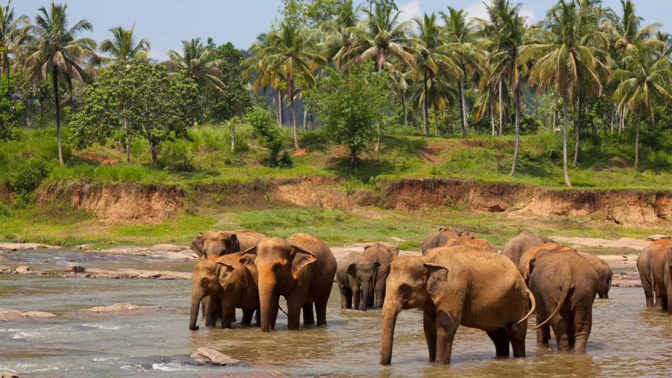 Cultural experiences in Sri Lanka