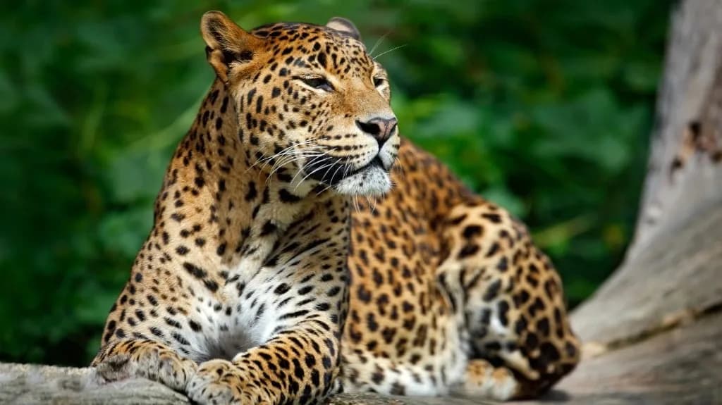 Safari in Sri Lankan jungle habitat