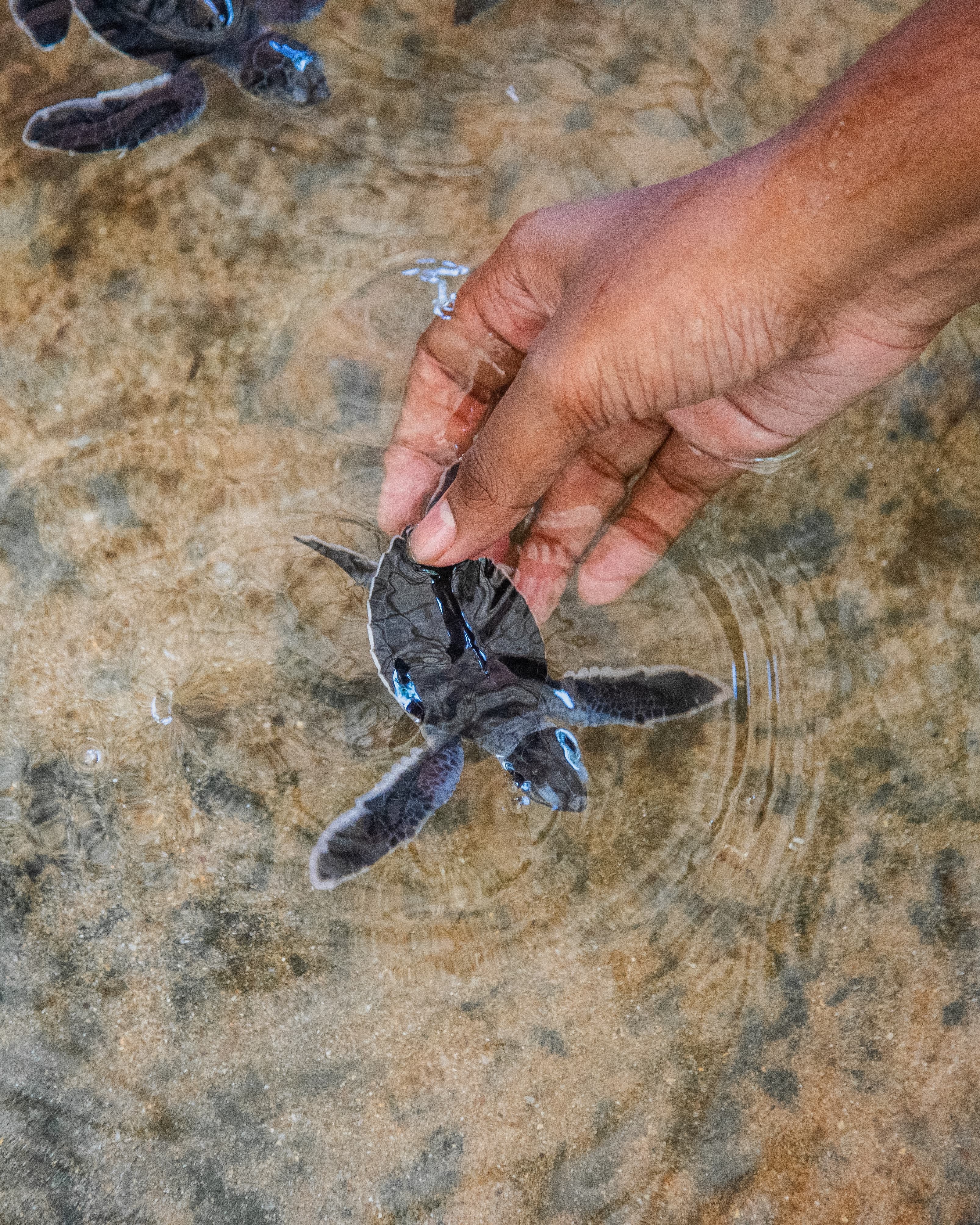 Turtle Conservation Visit