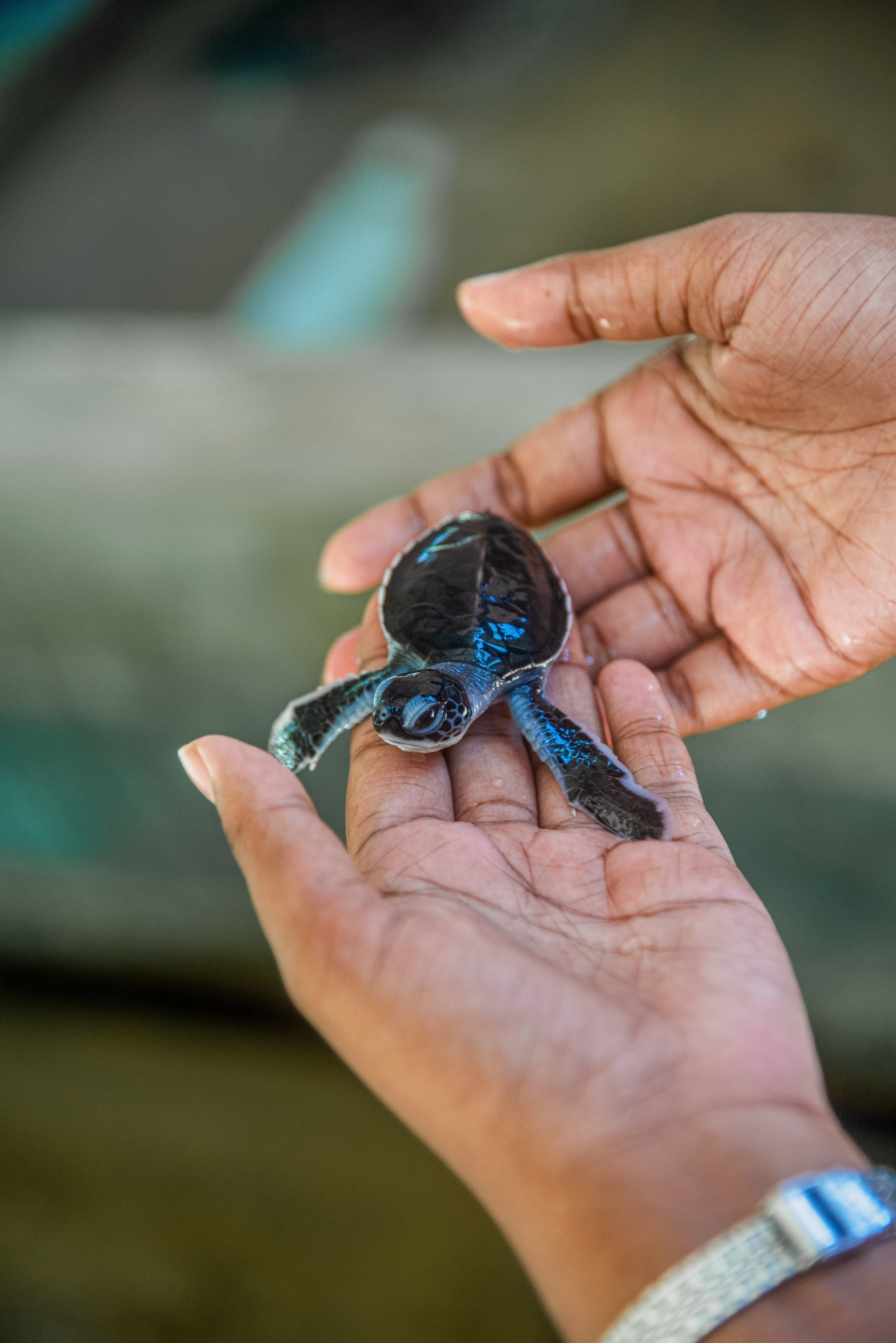 Sea Turtle Conservation Visit