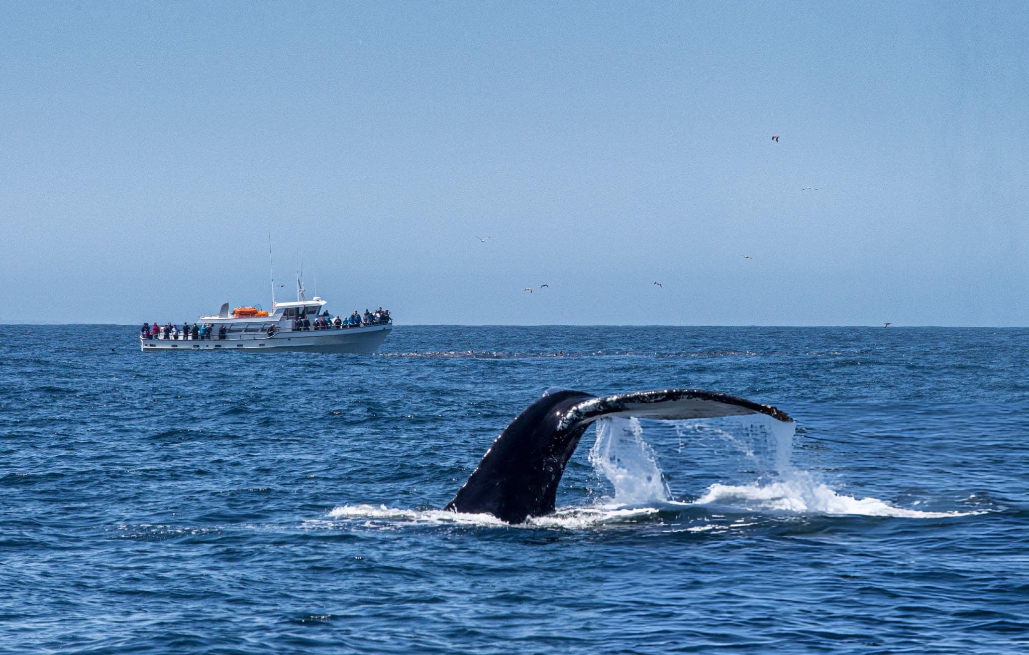 Whale Watching Sri Lanka