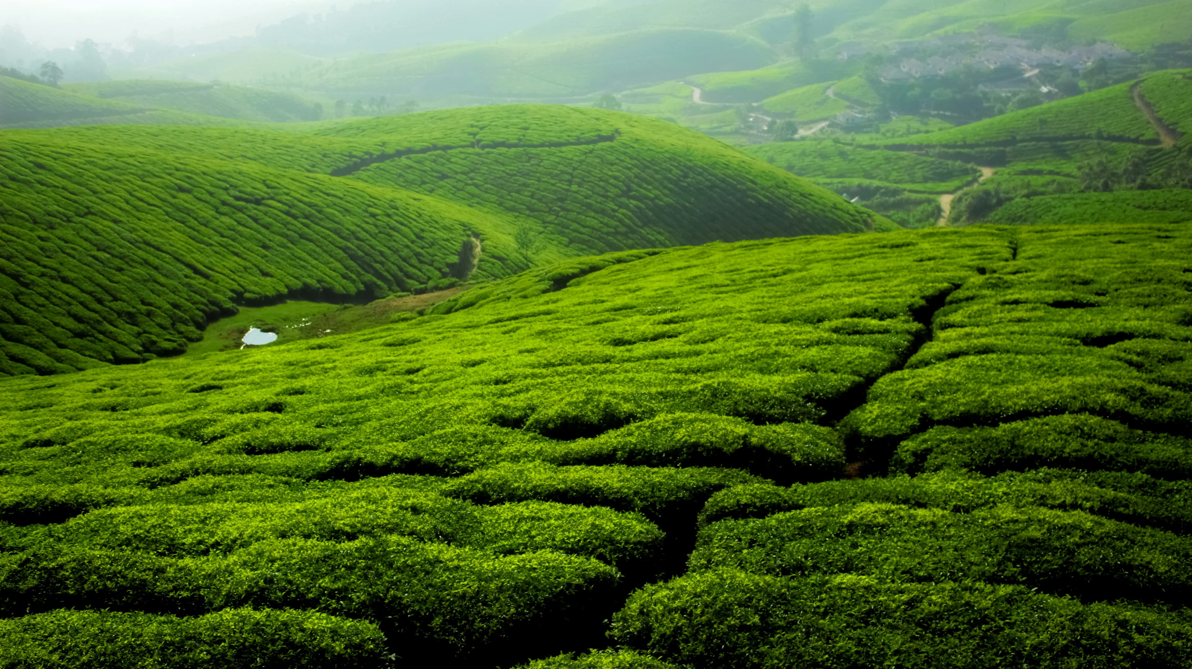 A Guide to Ella’s Tea Country: Tea Plantations, Tasting & Local Experiences