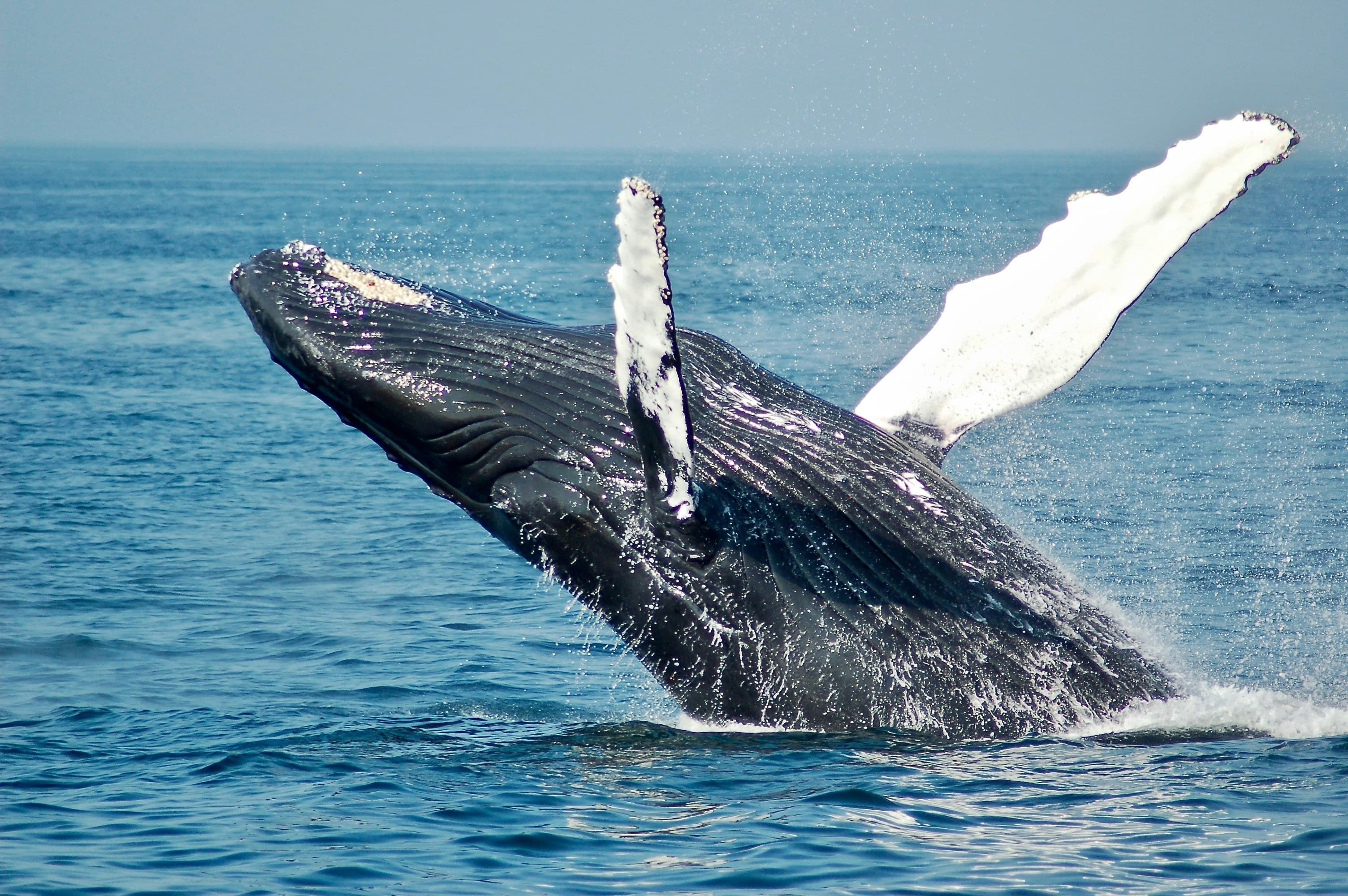 Whale Watching in Mirissa: A Guide to Sri Lanka’s Southern Coast