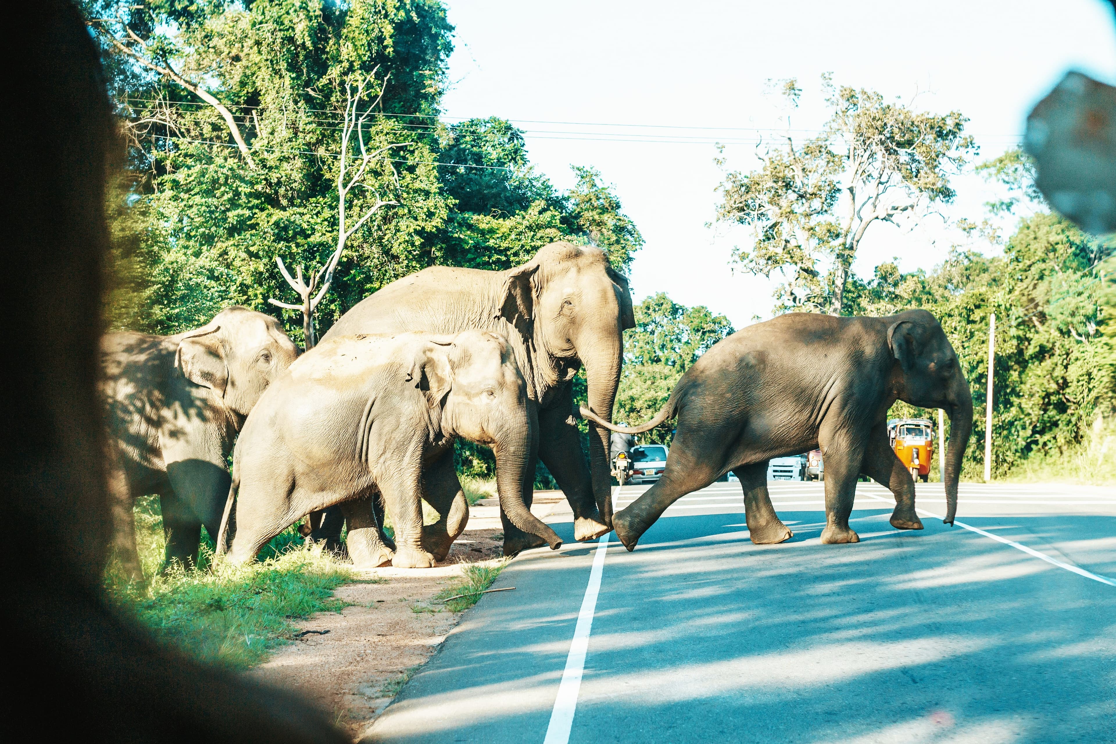 Wildlife Around Dambulla: Elephants, Birds and Nature Experiences